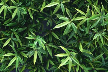 Fototapeta premium Vivid green bamboo leaves are forming a dense hedge, creating a natural and refreshing background
