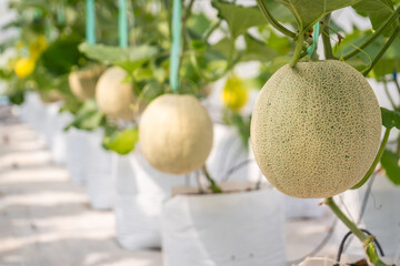 The organic melon fruit  in the greenhouse farm © Around Ball