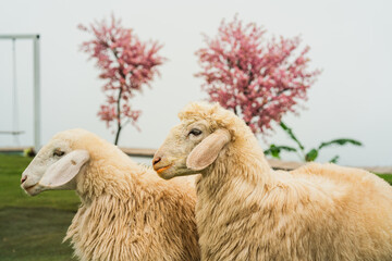 Cute white sheep with puffy fur, living in the farmland field, animal portrait photo, head and eye focus.
