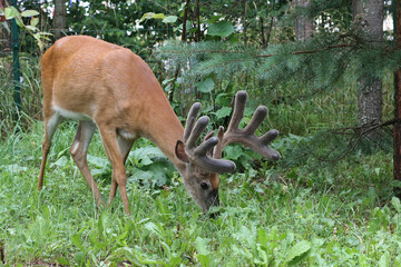 Deer with large antlers on the edge of the forest near the fence