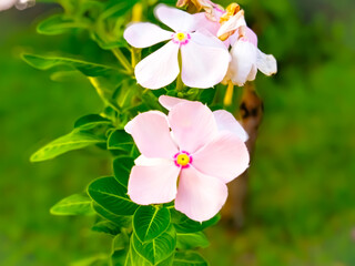 Obraz premium flowers