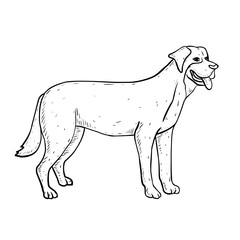 Sketch illustration of a dog