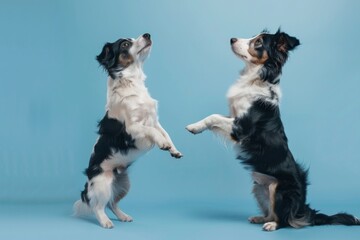 Obraz premium Dog Obedience Training on Blue, Jack Russell and Border Collie Trick Banner, Begging Behaviour
