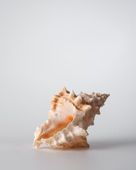 Beautiful sea shell on light grey background, studio shot