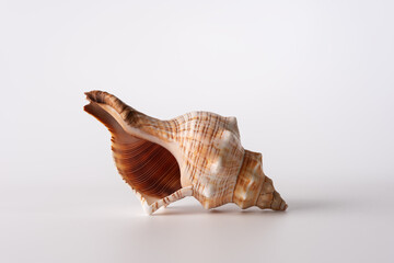 Beautiful sea shell on light grey background, studio shot