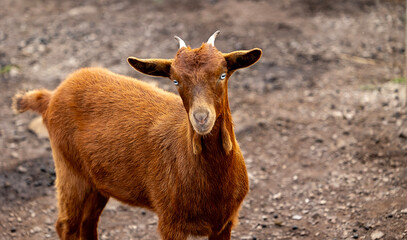 Close-up of a goat with blue eyes standing on a dirt path