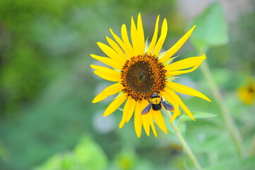 Outdoor sunflower blossom with a bee on blurred green background on a sunny bright summer day