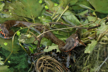 Water snake eaiting fish in the water. Wildlife in the river