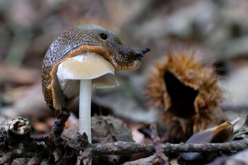Slug Arion vulgaris (Spanish slug, Lusitanian slug) is sitting on wihte mushroom in forest