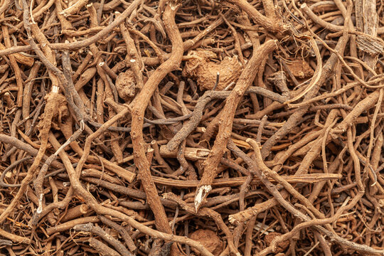 Close-up of Dry Organic sarpagandha (Rauvolfia serpentina) roots, Full-Frame wallpaper. Top View