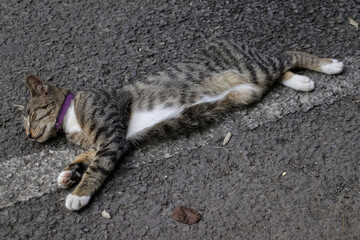 A cat with a striped and gray fur pattern is lying on the asphalt road, it looks like the cat is sleeping soundly