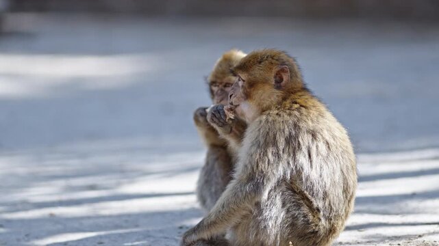 Two Barbary macaques sitting on the ground eating in Azrou Forest, Morocco, sunny day, close-up