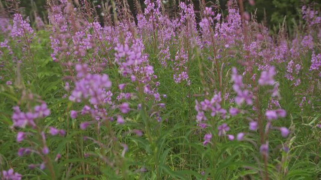 Fireweed Blooms in Summer Sunlight. Flying bees.