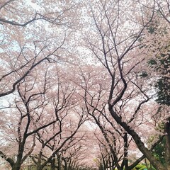 Fototapeta premium 벚꽃