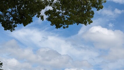 Obraz premium 空と木