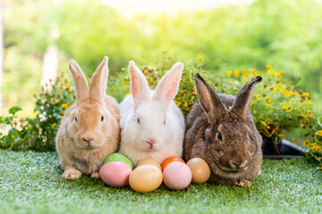 Group of three cute little three brown and white hare rabbit sitting on green grass with natural bokeh as background, with multiple colorful easter eggs while looking away