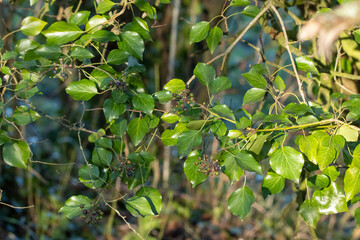 bright green leaves in winter sunlight and shadow