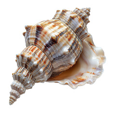 Obraz premium a shell on isolated transparent background