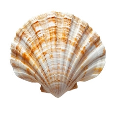 Obraz premium a shell on isolated transparent background