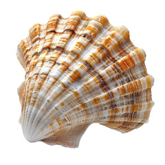 Obraz premium a shell on isolated transparent background