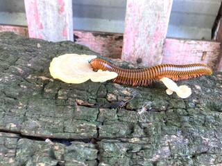 Millipede eats mushroom on a rotten tree trunk near a house