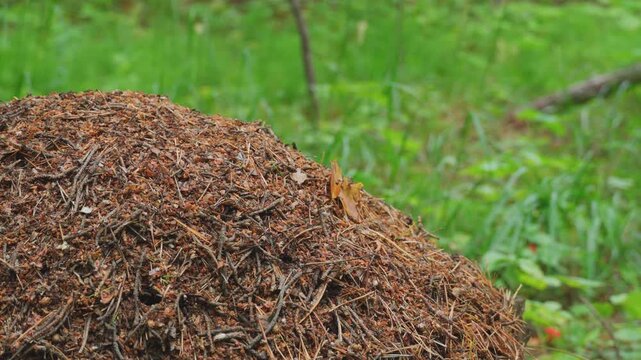 Close-up of a large anthill in the forest. Macro photography of working insects. Ants in the wild.