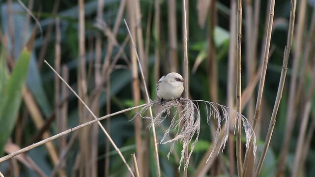 Bearded reedling, Panurus biarmicus. A young female searches for prey at the top of the reeds