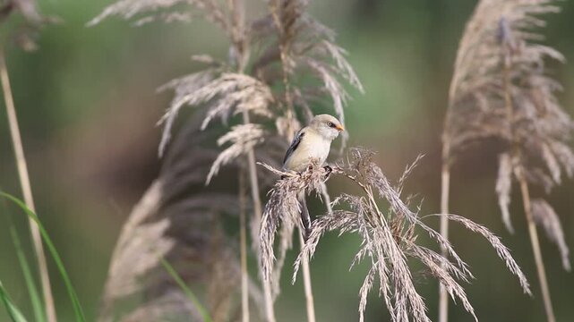 Bearded reedling, Panurus biarmicus. The young male is looking for food at the top of the reeds