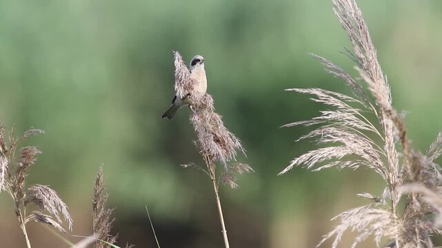 Eurasian penduline tit, remiz pendulinus. A bird sits on top of a reed on a riverbank