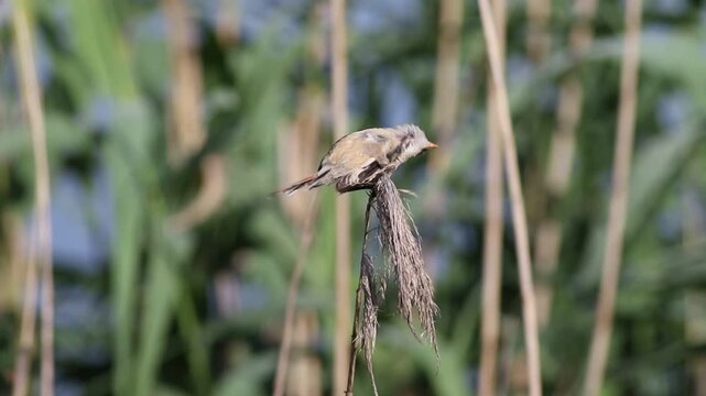 Bearded reedling, Panurus biarmicus. The young female brushes her feathers, pecks reeds, flies off