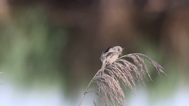 Bearded reedling, Panurus biarmicus. A young male sits on top of a reed on a blurred background