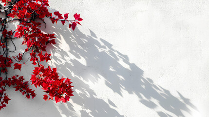 large white wall with red bougainvillea flowers on the left side, Perfect for marketing or social media promotion