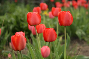 close-up of several tulip buds