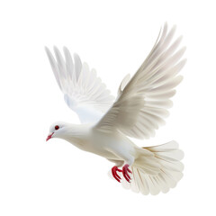 Obraz premium A white dove flying in the air, isolated on a transparent background.