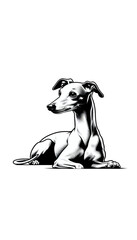 イタリアのイタリアン・グレイハウンドのモノトーン画像。優雅で細身、非常に速い小型犬。