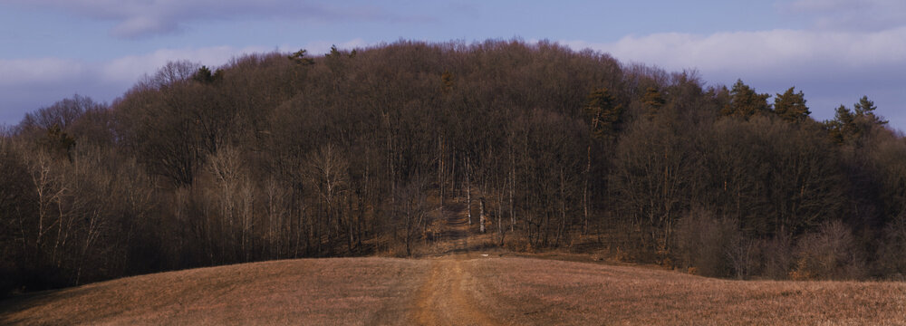 Autumn Path Leading to Forest in Humenne