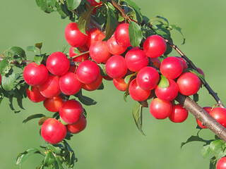 Plum branch with ripe fruits, Red mirabelle, Prunus cerasifera