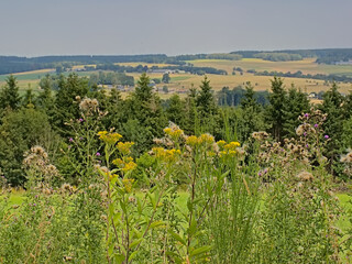 Ardennes landnscape with hills with trees and yellow wood ragwort flowers in Luxembourg, Wallonia, Belgium 