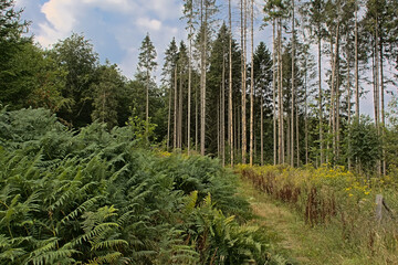 Yellow wood ragwort wildflowers in a pine forest in Luxembourg, Wallonia, Belgium 