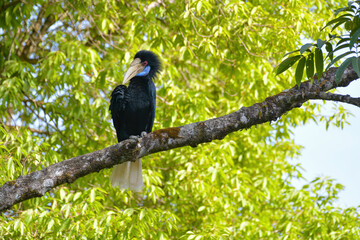 Wreathed hornbill, Bar-pouched wreathed hornbill on branch birdwatching in the forest.