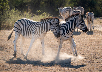 Zebras are African equines with distinctive black-and-white striped coats