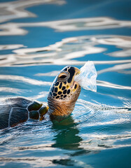 A sea turtle in the ocean with a plastic piece of garbage in its mouth. Concept of plastic pollution, highlighting the threat to marine life and the risk of extinction. Vertical image.