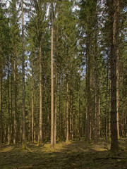 Fototapeta premium tree trunks in a sSunny pine forest in Ardennes near Saint Hubert, Wallonia, Belgium 