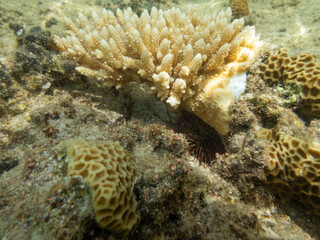 coral reef in the sea