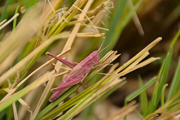 Pink grasshoppe on a grass stalkr, a rare mutation called erythrism - Caelifera 
