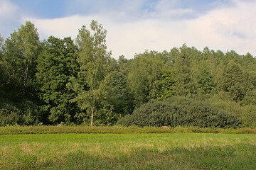 Obraz premium Meadow and forest on a summer day in Ardennes, Wallonia, Belgium