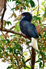 Wreathed hornbill, Bar-pouched wreathed hornbill on branch birdwatching in the forest.