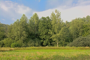 Obraz premium Meadow and forest on a summer day in Ardennes, Wallonia, Belgium