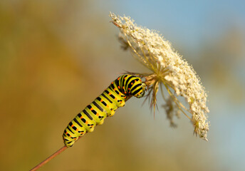 Gąsienica pazia królowej ( Papilio machaon ) na kwiatach Marchwi zwyczajnej. © mycatherina
