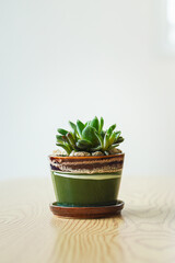 A succulent houseplant in clay pot is placed on wooden table in living room. Interior decoration plant object, close-up and selective focus.
